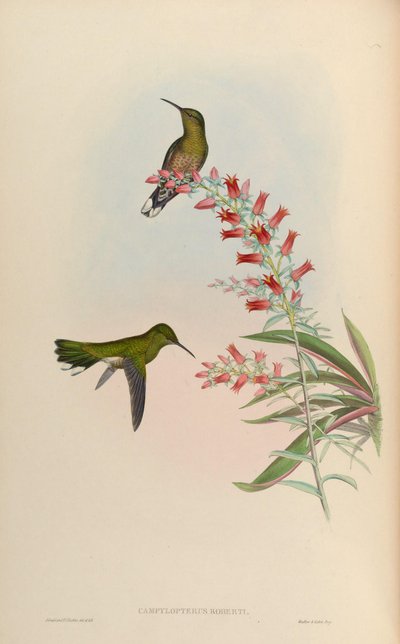 Campylopterus roberti = Phaeochroa cuvierii roberti - John Gould